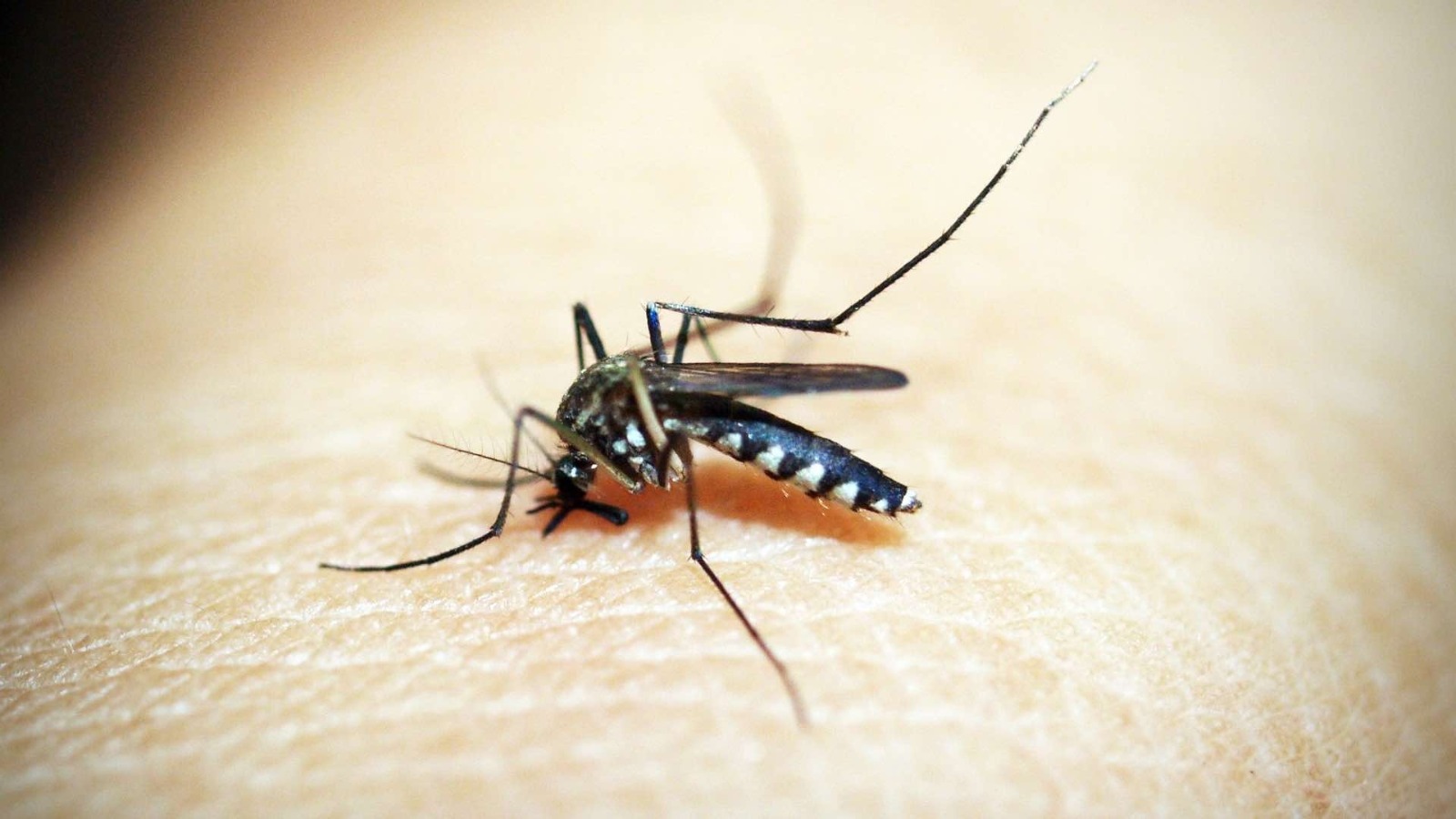 Guía para prevenir criaderos de mosquitos transmisores del dengue