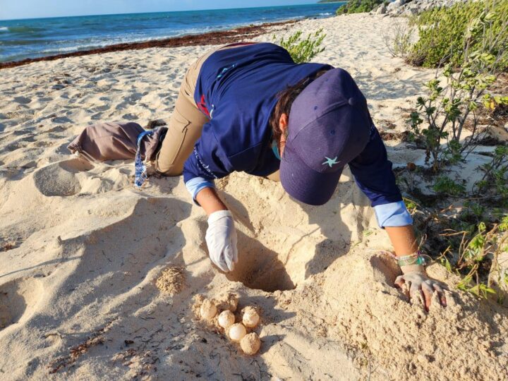 Protegen más de 302 nidos de tortuga marina