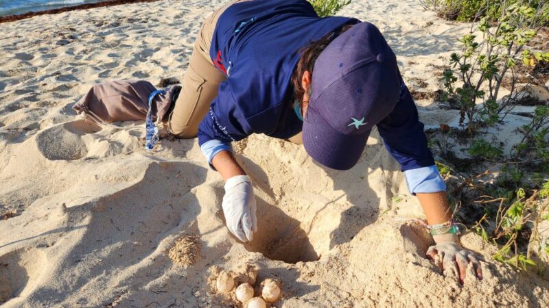 Protegen más de 302 nidos de tortuga marina