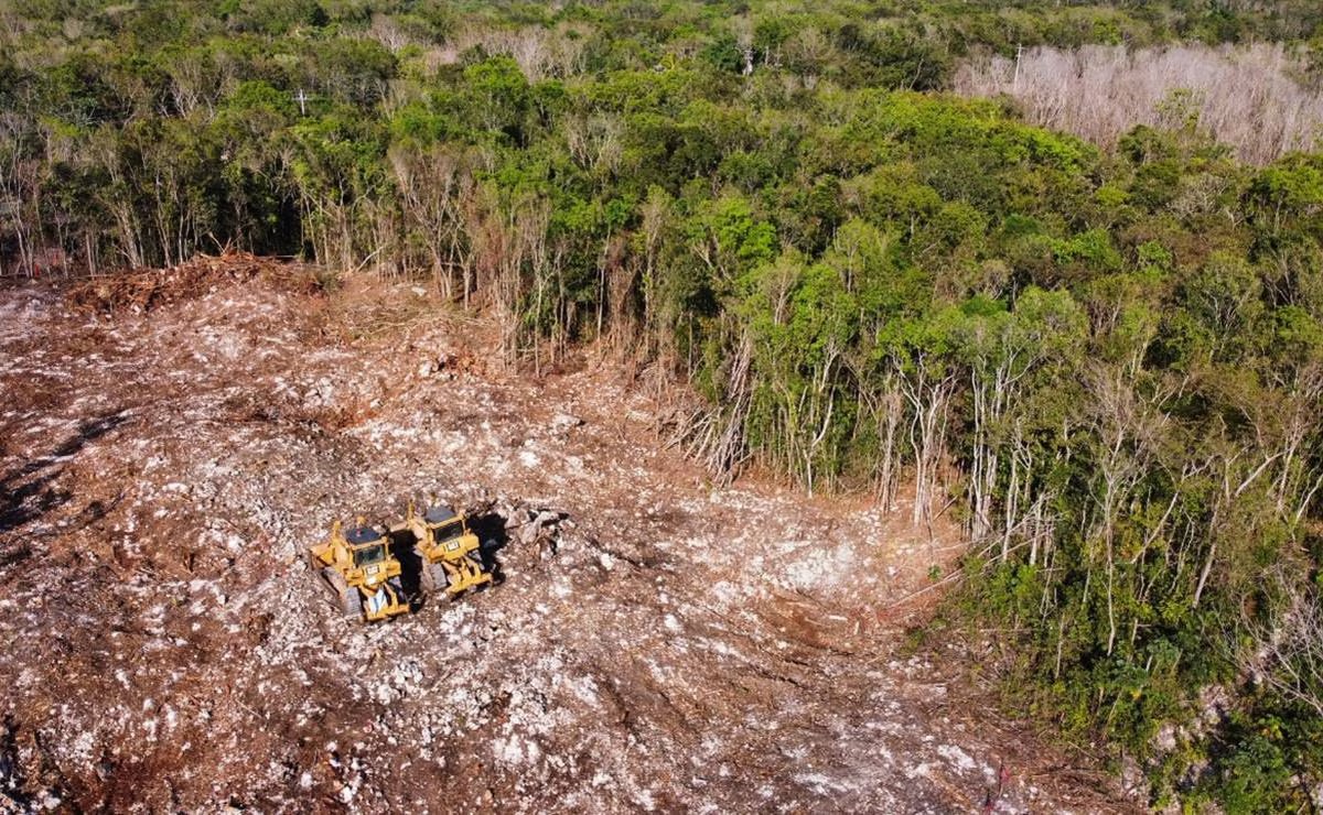 Pierde Quintana Roo más de 58 mil hectáreas de selva en 4 años