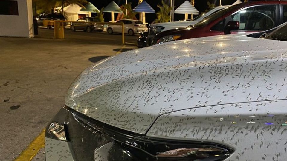 Plaga de mosquitos desquicia a chetumaleños