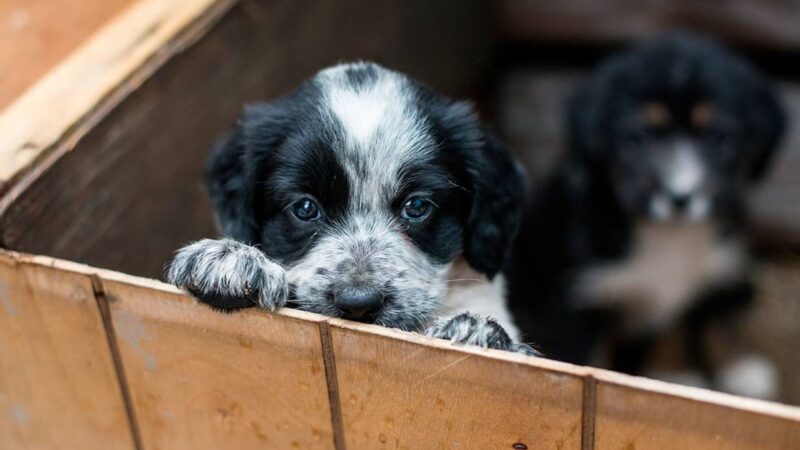 ¿Quieres adoptar un perro en Cancún? Te decimos cómo y dónde