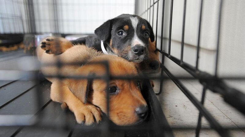 AdoptaFest: 9 fechas para encontrar un peludo amigo en Cancún