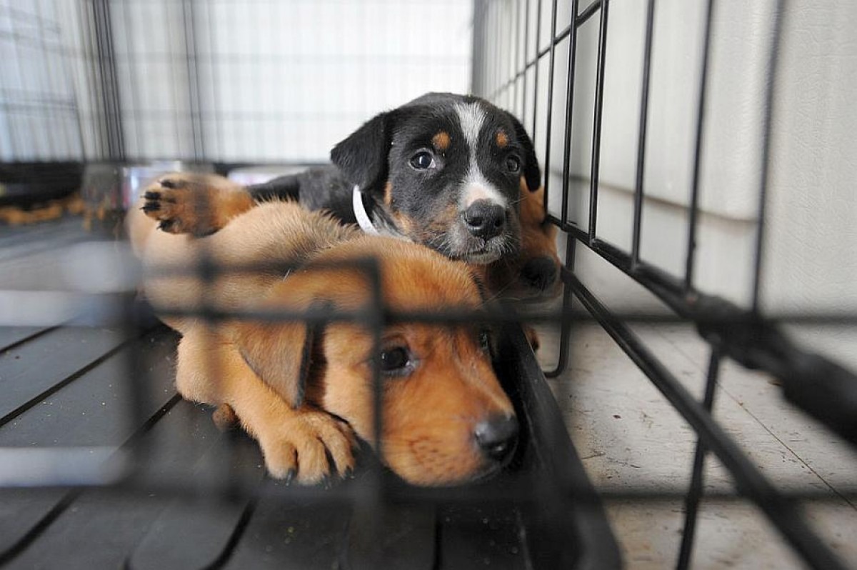 AdoptaFest: 9 fechas para encontrar un peludo amigo en Cancún