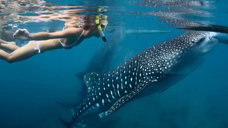 Tiburón ballena: los mejores sitios para nadar con ellos