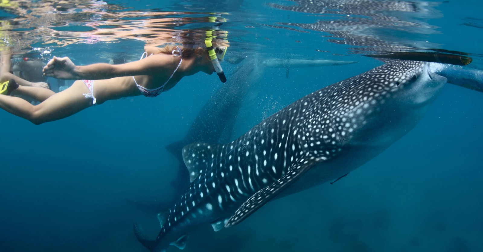 Tiburón ballena: los mejores sitios para nadar con ellos