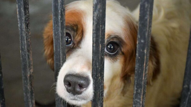 Buscan dar una nueva vida en Canadá a perritos rescatados en Tulum