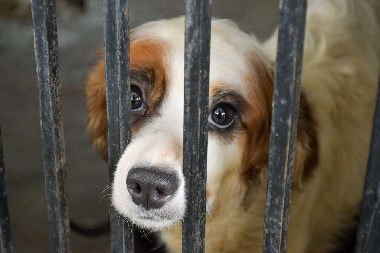 Buscan dar una nueva vida en Canadá a perritos rescatados en Tulum