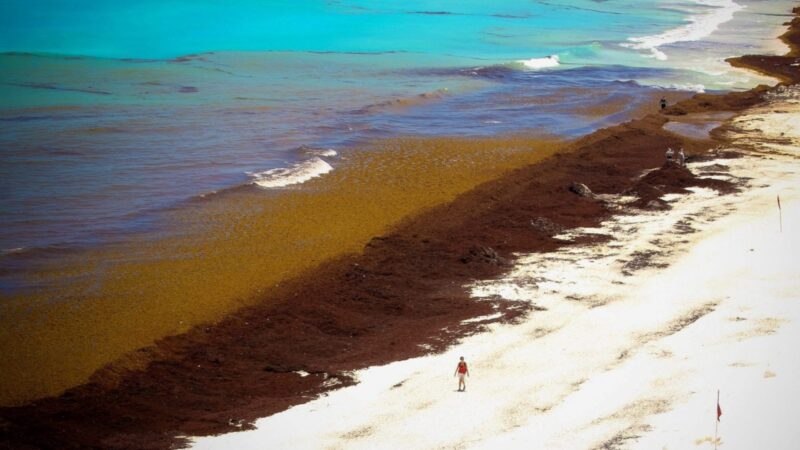 Sargazo: De problema ambiental a recurso sostenible en el Caribe