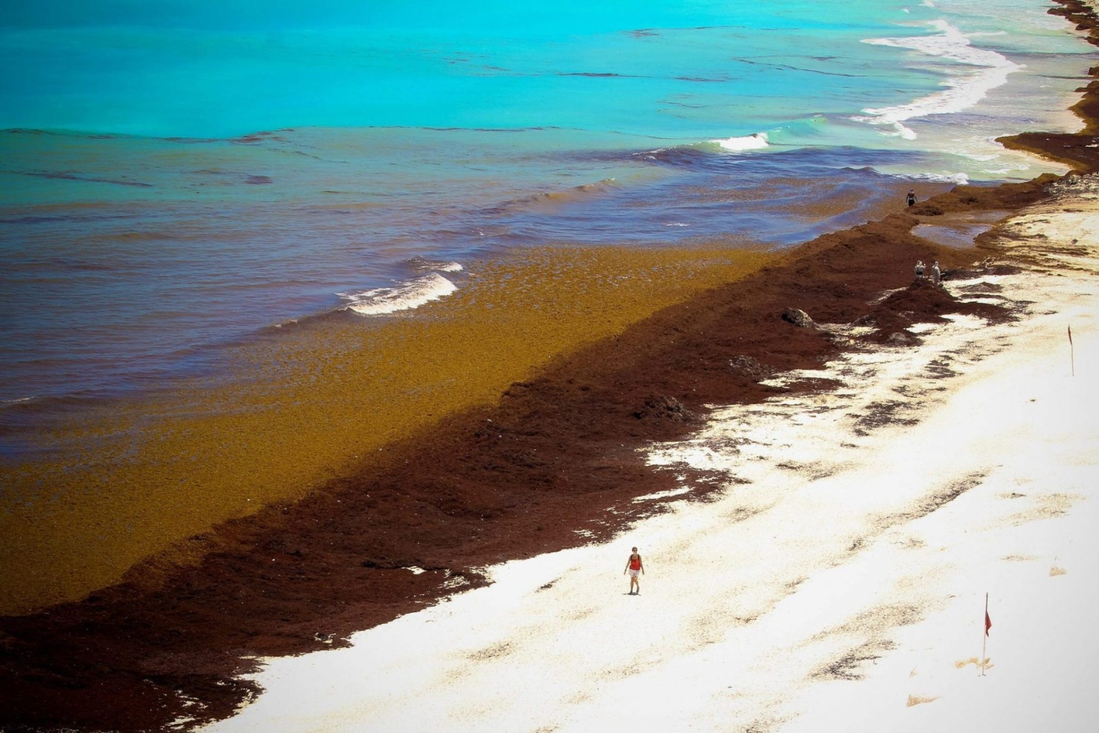 Sargazo: De problema ambiental a recurso sostenible en el Caribe