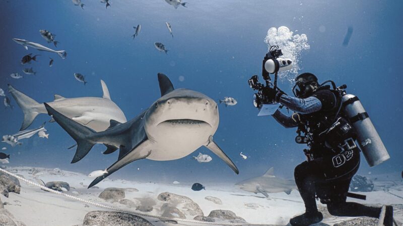 Pescadores de tiburones cambian anzuelo por turismo sustentable