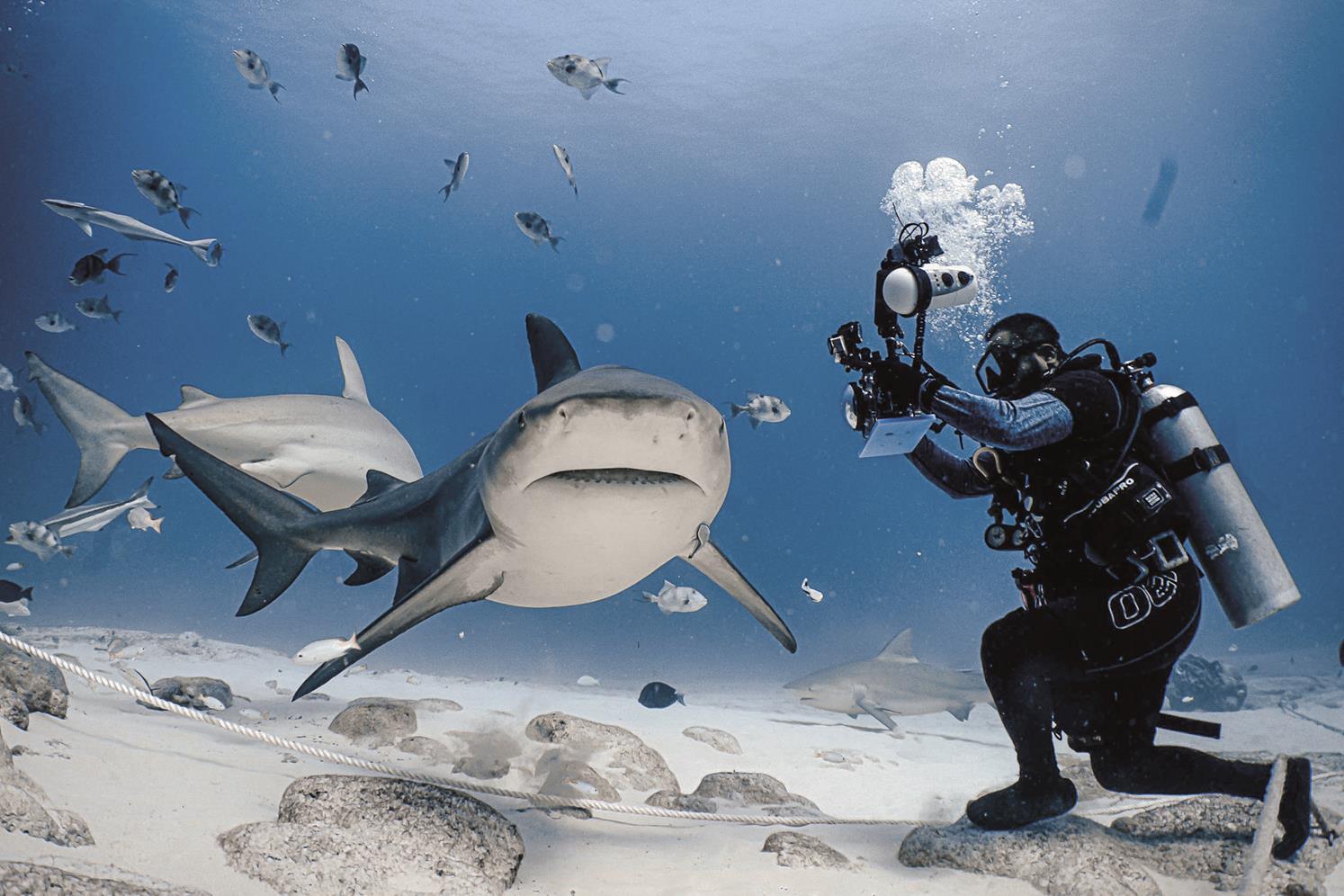 Pescadores de tiburones cambian anzuelo por turismo sustentable