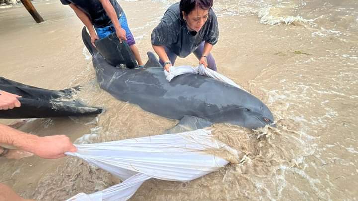 Recala delfín herido en Mahahual por fuerte oleaje de “Nadine”