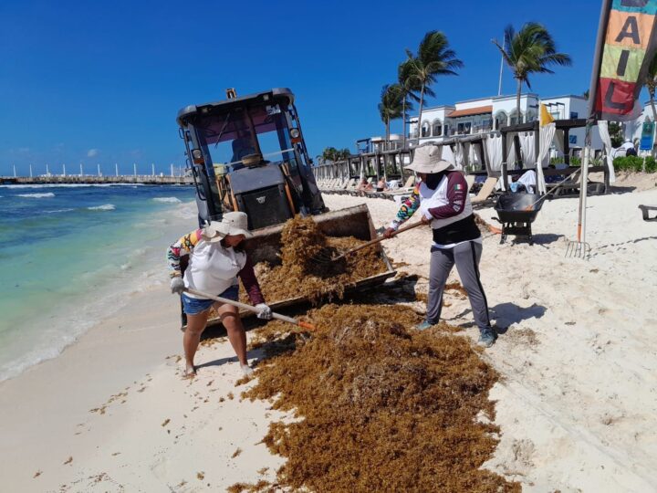 Así podrás saber si una playa tiene sargazo antes de visitarla