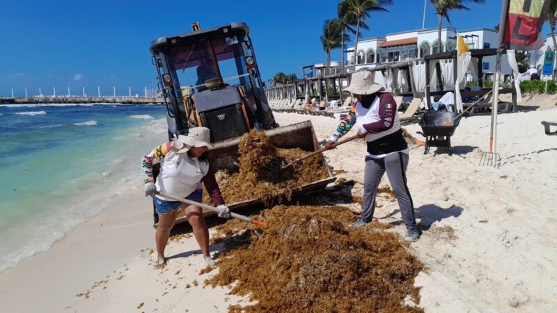 Así podrás saber si una playa tiene sargazo antes de visitarla