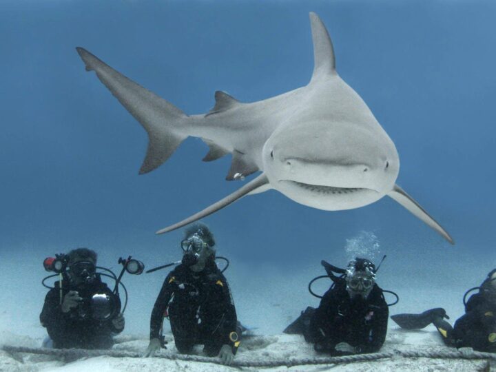 Primeros tiburones toro aparecen frente a Playa del Carmen