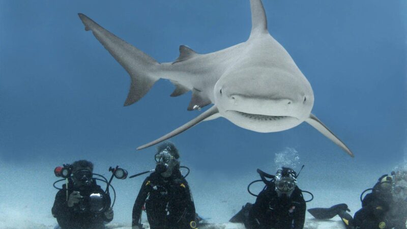 Primeros tiburones toro aparecen frente a Playa del Carmen