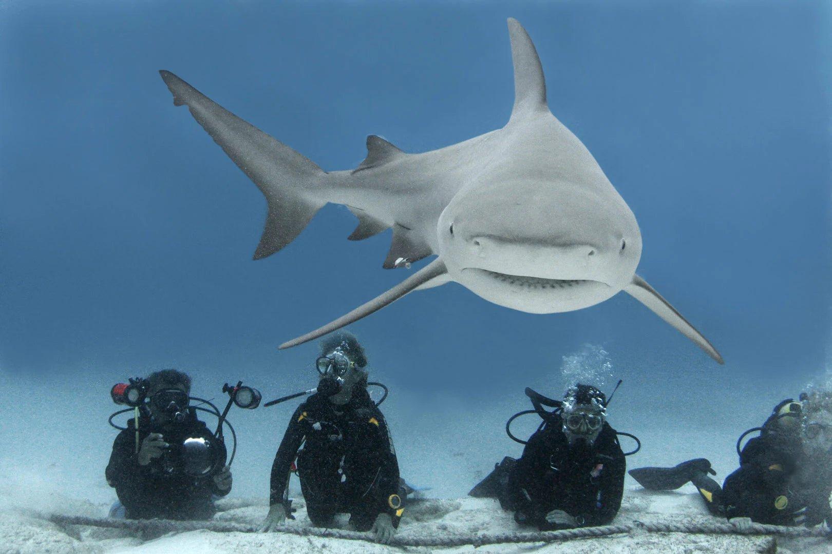 Primeros tiburones toro aparecen frente a Playa del Carmen